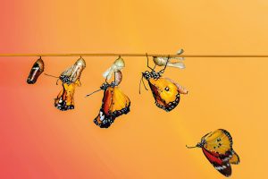 Butterflies-falling_bottom-300x200.jpg