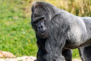 Gorilla_shutterstock-185x123.jpg